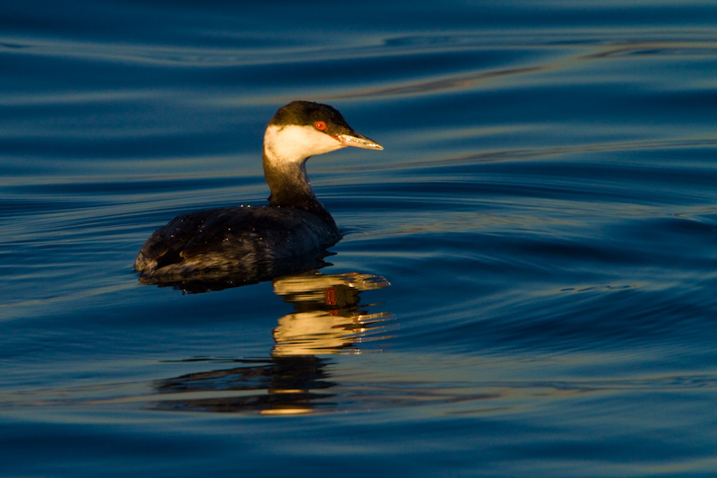 Horned Grebe